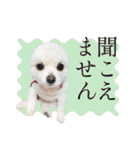 白ポメ千代子（個別スタンプ：34）