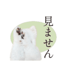 白ポメ千代子（個別スタンプ：35）