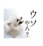 白ポメ千代子（個別スタンプ：36）