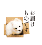 白ポメ千代子（個別スタンプ：37）