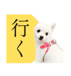白ポメ千代子（個別スタンプ：38）
