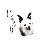白ポメ千代子（個別スタンプ：39）