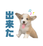 コーギーのはな#3（個別スタンプ：1）