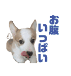 コーギーのはな#3（個別スタンプ：2）