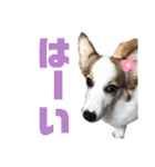 コーギーのはな#3（個別スタンプ：4）