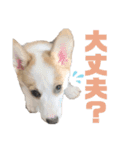 コーギーのはな#3（個別スタンプ：8）