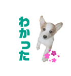 コーギーのはな#3（個別スタンプ：9）