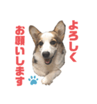 コーギーのはな#3（個別スタンプ：10）