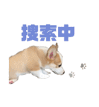 コーギーのはな#3（個別スタンプ：11）