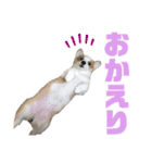 コーギーのはな#3（個別スタンプ：16）