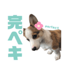 コーギーのはな#3（個別スタンプ：19）