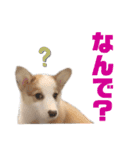 コーギーのはな#3（個別スタンプ：22）