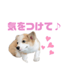 コーギーのはな#3（個別スタンプ：23）