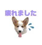 コーギーのはな#3（個別スタンプ：24）