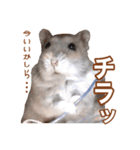 ふところさんとほそころさん2（個別スタンプ：17）