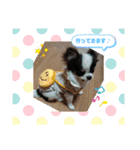チワワラブ②（個別スタンプ：3）
