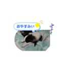 チワワラブ②（個別スタンプ：9）