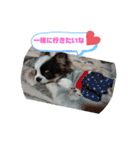チワワラブ②（個別スタンプ：11）