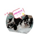 チワワラブ②（個別スタンプ：14）