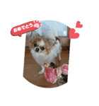 チワワラブ②（個別スタンプ：17）