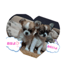 チワワラブ②（個別スタンプ：18）