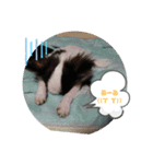 チワワラブ②（個別スタンプ：19）