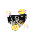 チワワラブ②（個別スタンプ：20）