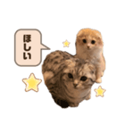 たぬもた⑨（個別スタンプ：1）