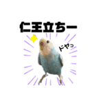 ♀こじろー3（個別スタンプ：3）