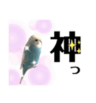 ♀こじろー3（個別スタンプ：4）