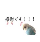♀こじろー3（個別スタンプ：6）