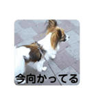 (犬)らんスタンプ（個別スタンプ：3）