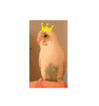 もるかちゃんファミリー（個別スタンプ：15）