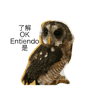フクロウ一家だんらんトーク（個別スタンプ：1）