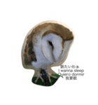 フクロウ一家だんらんトーク（個別スタンプ：2）
