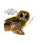 フクロウ一家だんらんトーク（個別スタンプ：3）