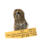 フクロウ一家だんらんトーク（個別スタンプ：4）