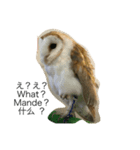 フクロウ一家だんらんトーク（個別スタンプ：5）