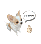 ロングコートチワワのレオスタンプ（個別スタンプ：10）