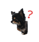 ♥チワワ♥（個別スタンプ：1）