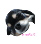 ♥チワワ♥（個別スタンプ：4）