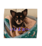 ♥チワワ♥（個別スタンプ：5）