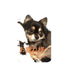 ♥チワワ♥（個別スタンプ：6）