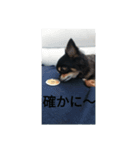 ♥チワワ♥（個別スタンプ：8）