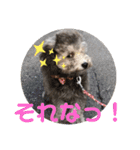 モフモフトイプードルの小梅2（個別スタンプ：9）