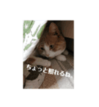 ぷっちゃん＆いよちゃん ②（個別スタンプ：14）