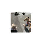 Mダックス★リル＆ハルスタンプ5★四角ver.（個別スタンプ：13）