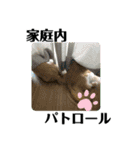 Mダックス★リル＆ハルスタンプ5★四角ver.（個別スタンプ：16）