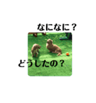Mダックス★リル＆ハルスタンプ5★四角ver.（個別スタンプ：33）