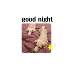 Mダックス★リル＆ハルスタンプ5★四角ver.（個別スタンプ：40）